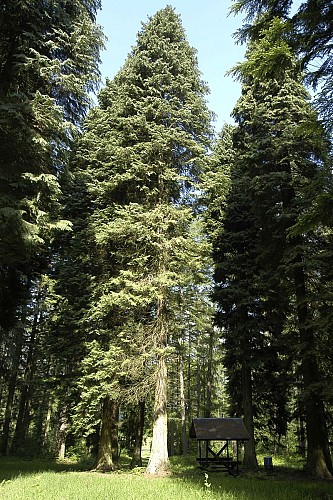 Bertrix - Arboretum (Christel François) (2)