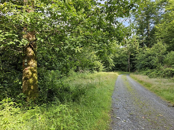 Ete 24 herbeumont prom Rocher chat AV MTBA (33)