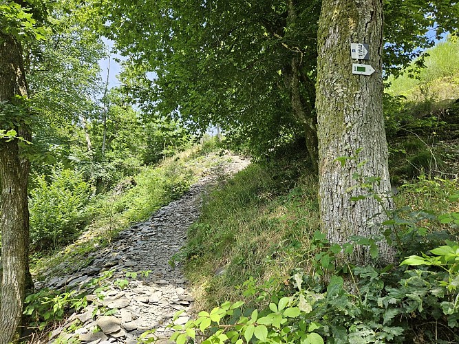 Ete 24 herbeumont prom Rocher chat AV MTBA (98)