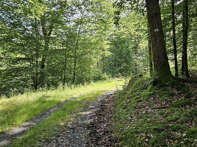 Ete 24 herbeumont prom Rocher chat AV MTBA (36)