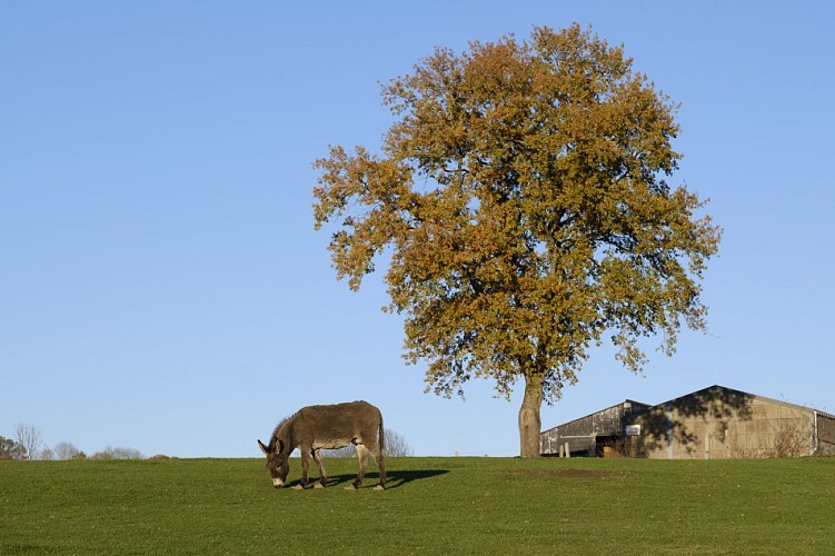 MTBastogne_Bertogne_automne_web_AnneSegers-2656