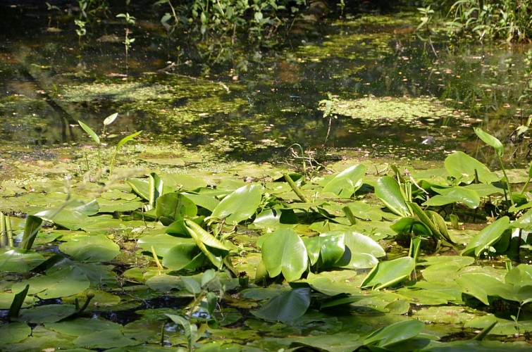Les virées madennaises