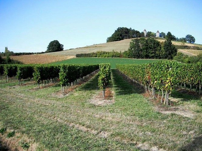 Vignes Cap Del Bourg - 08