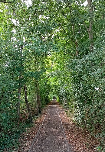 Trail du Pays de Herve_Dalhem1_Sous-bois-Mortroux_06-2023