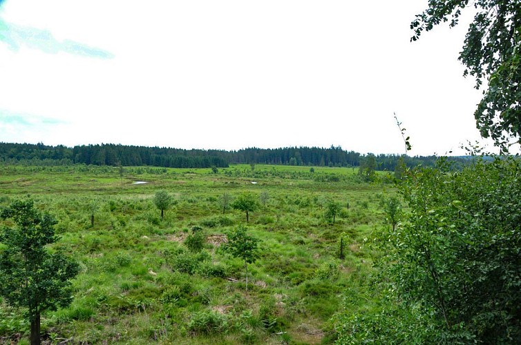 L'étendue de la fagne.