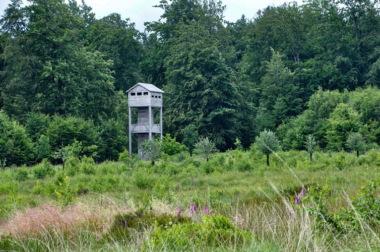 La tour d'observation.
