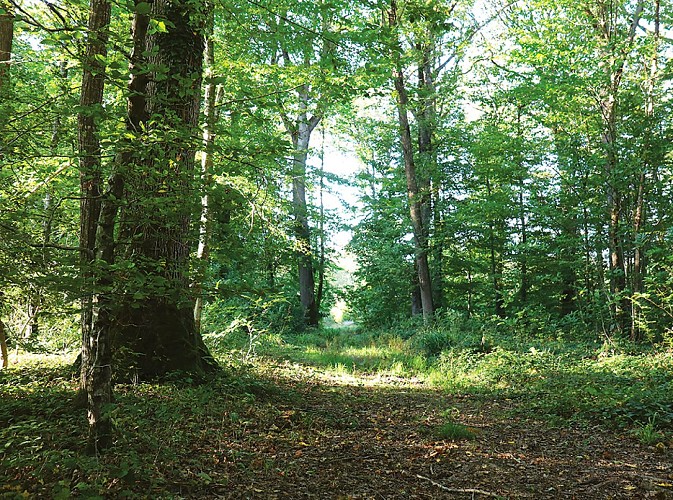 Le parcours du chêne des Ronceaux, randonnée pédestre à Chenoise-Cucharmoy, proche de Provins