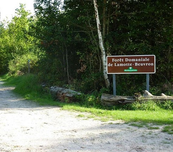 Foret de Saint Maurice