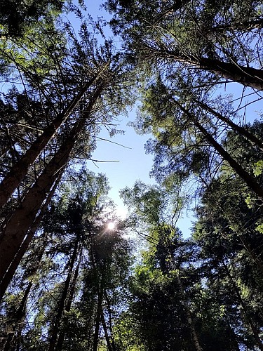 Les sentiers de Pierre Percée - Le petit Canada
