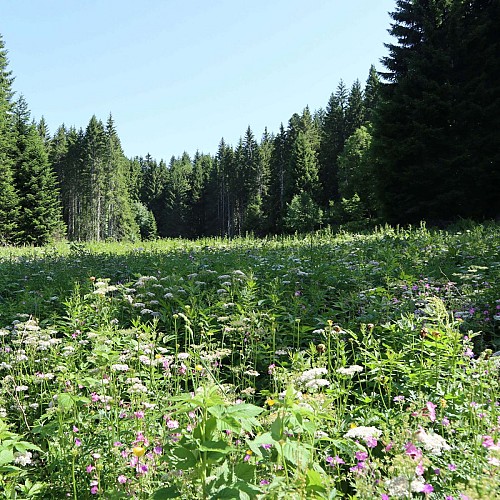 Montée au Belvédère d'Arpison