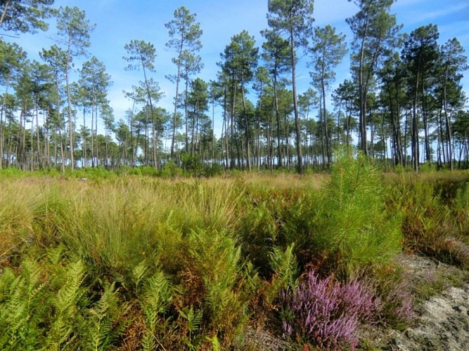 A Garein, la forêt inspiratrice