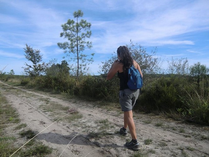 A Garein, la forêt inspiratrice