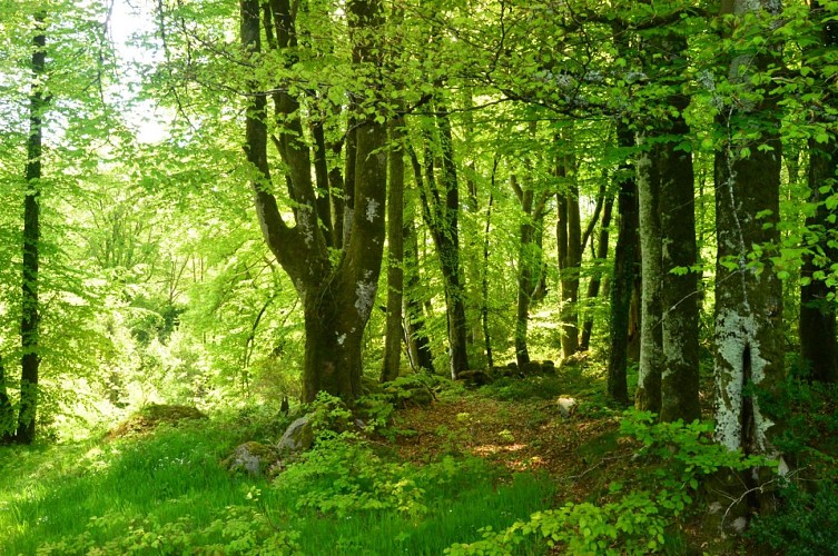 Circuit Pédestre N°29 CC : "Promenons-nous dans les bois de Lépinas"