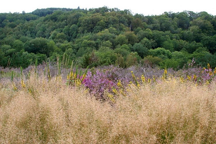 Les Combes et les Gardes de la Cazine CO1