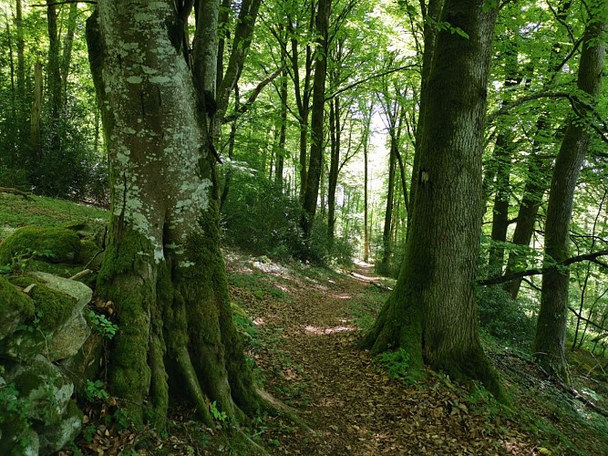 Circuit Pédestre N°30 CC : "Balade près des sources de la Gartempe"
