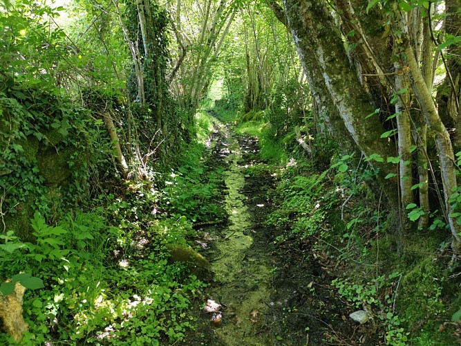 Circuit Pédestre N°30 CC : "Balade près des sources de la Gartempe"