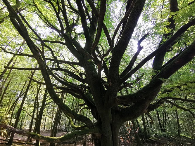 Circuit Pédestre N°30 CC : "Balade près des sources de la Gartempe"