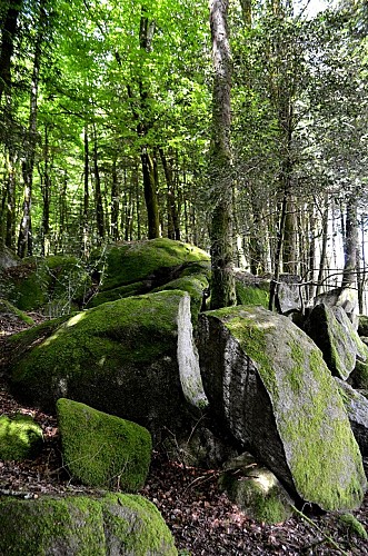 Circuit Pédestre N°6 Le Bois du Thouraud et le maquis