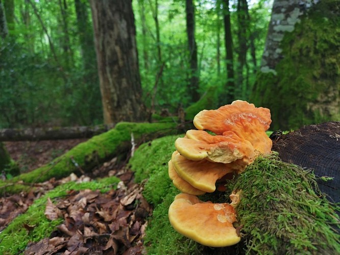 Circuit Pédestre N°20 - Fransèches - Masgot "jardin de pierres et de terre"