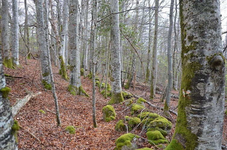 Chemin du Bois d'Amont
