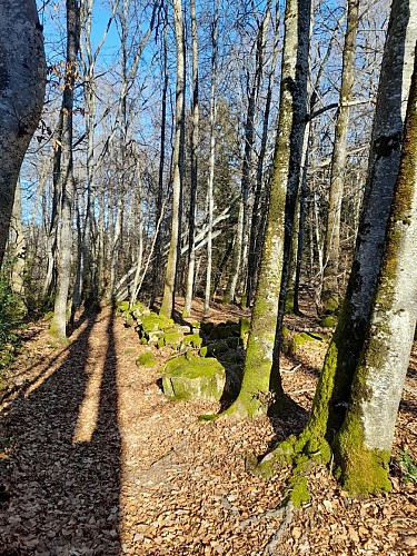 Forêt Arfeuille Châtain