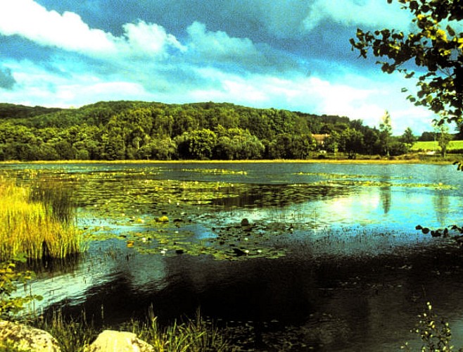 Circuit pédestre n°B2 La Forêt de Chabaud