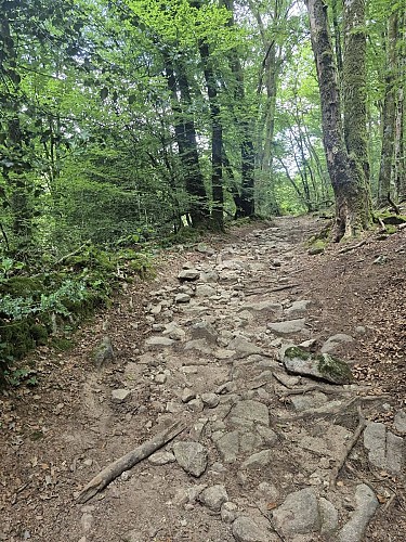 La Forêt de Chabaud 