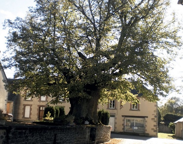 Les Libellules - Portes-de-la-Creuse-en-Marche.jpg_1