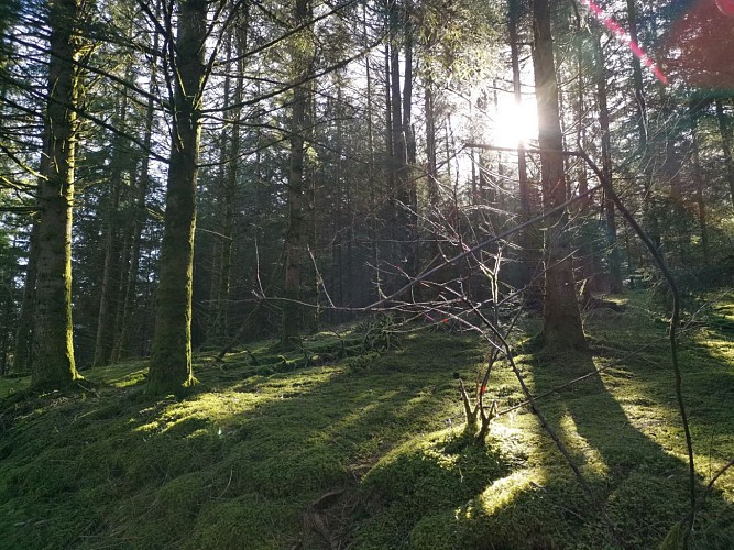 Landes et tourbières de la Mazure (2)