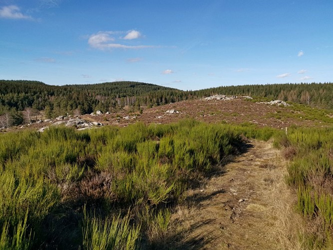 Landes et tourbières de la Mazure (14)