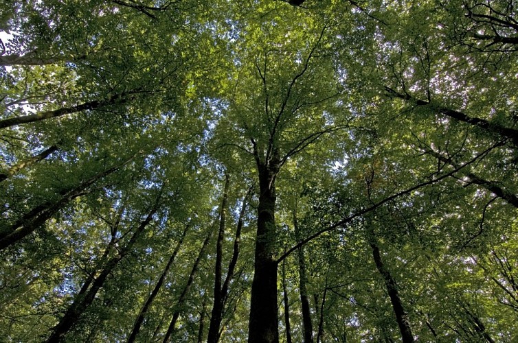 foret-chabrieres_3416.jpg-1024px.JPG_3