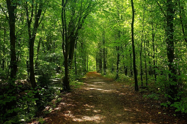 Circuit de randonnée : Petites rues et vieux chemins