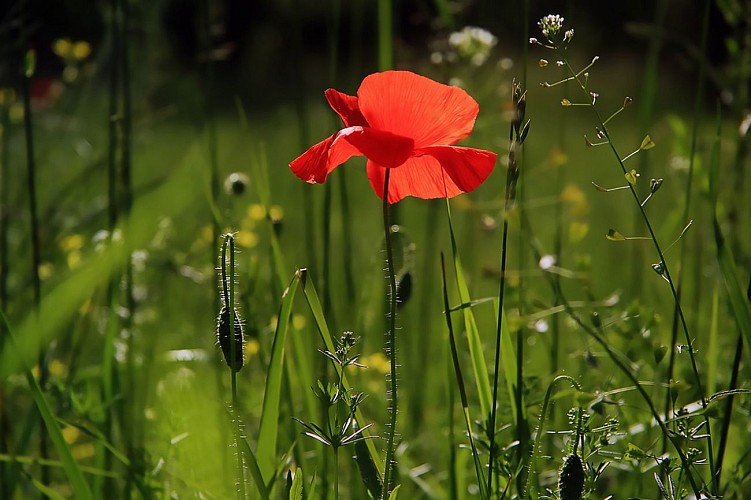 Coquelicot - Pixabay