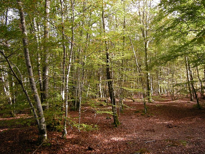 DONTREIX_Forêt de Drouille ©Dontreix (5)