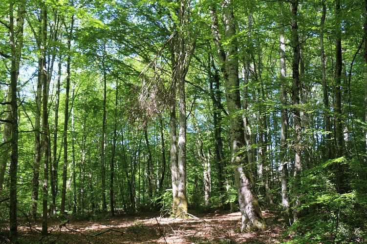 DONTREIX_Forêt de Drouille  (3)