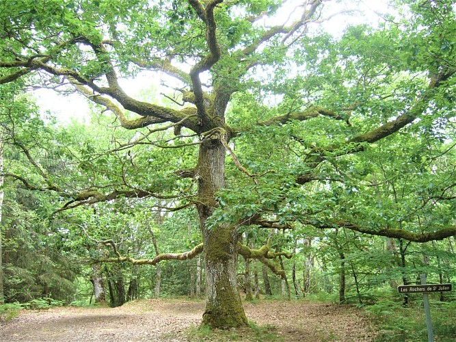 DONTREIX_Forêt de Drouille ©Dontreix (8)