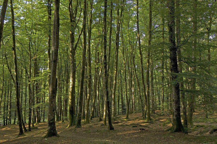 foret-chabrieres_3422.jpg_1