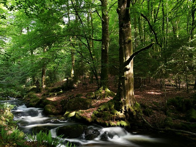 GR de Pays "Cascades, landes et tourbières" GRP65