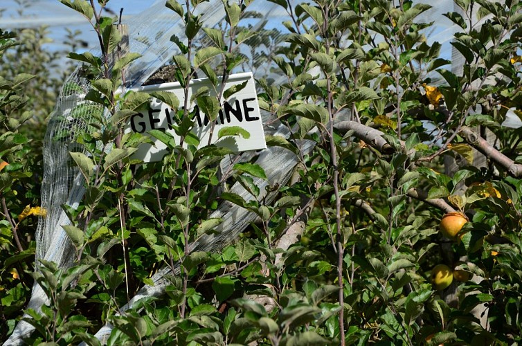 Circuit Pédestre N°60 CC : " Le circuit des pommes"