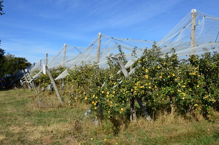 circuit des pommes.jpg_1