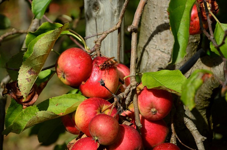 circuit des pommes1.jpg_2