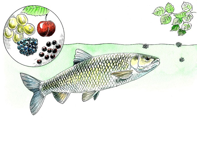 p49 pêcher le chevesne aux fruits 2 dessins en 1