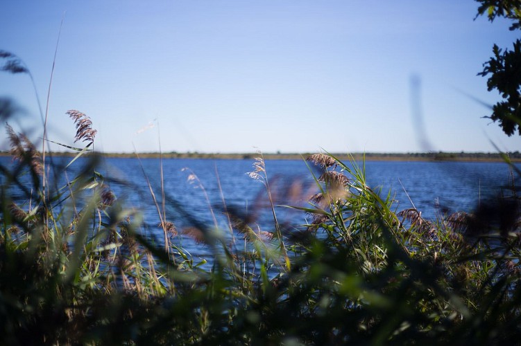 Etang de Cousseau - © David Remazeilles (10)