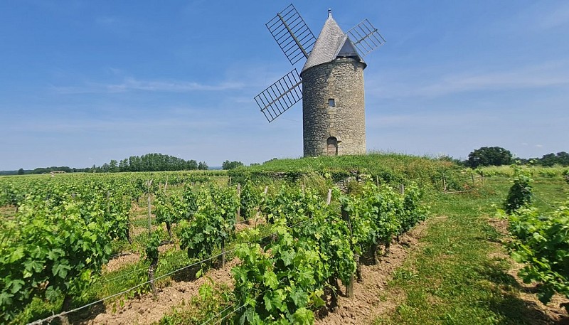 Saint-Aubin-de-Branne_©Office de Tourisme Castillon-Pujols_MS 2023 (7)