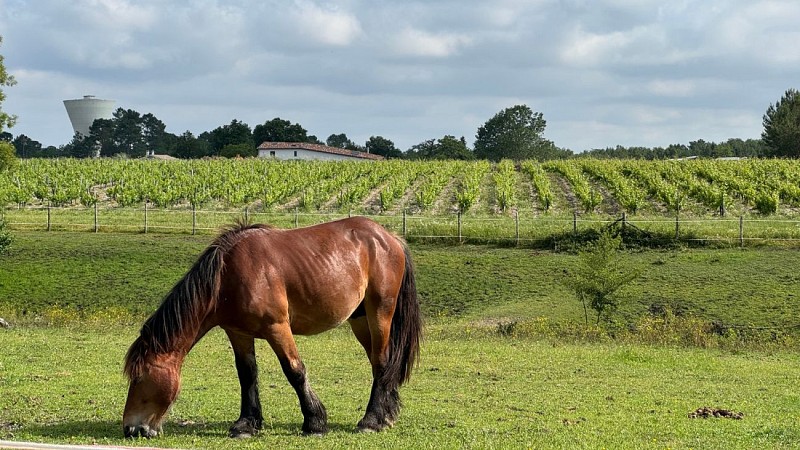 Boucle du Brousteyrot : Cheval et vignes