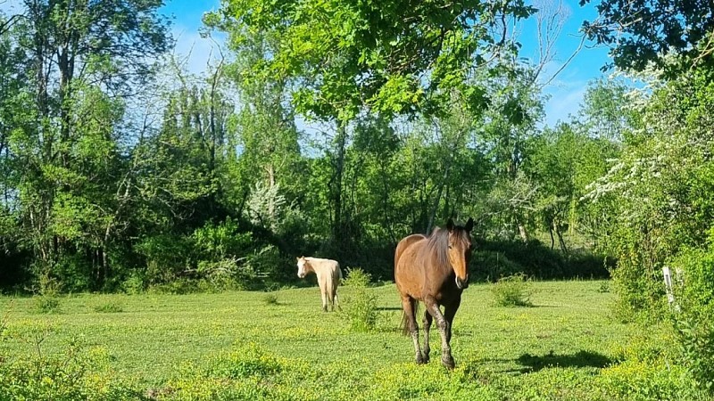 Boucle du Pape - Chevaux