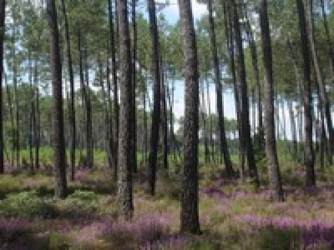 A Labrit "Parfums de landes"