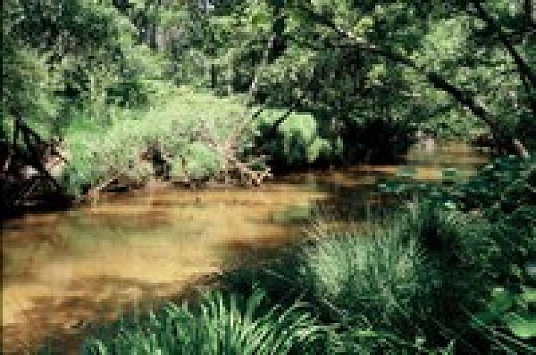 A Belhade, un château, une fontaine guérisseuse et un arbre magique