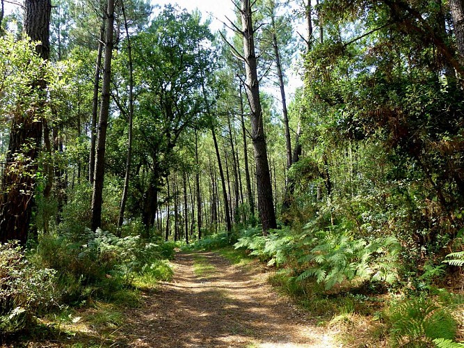 parcours pédagogique tuc