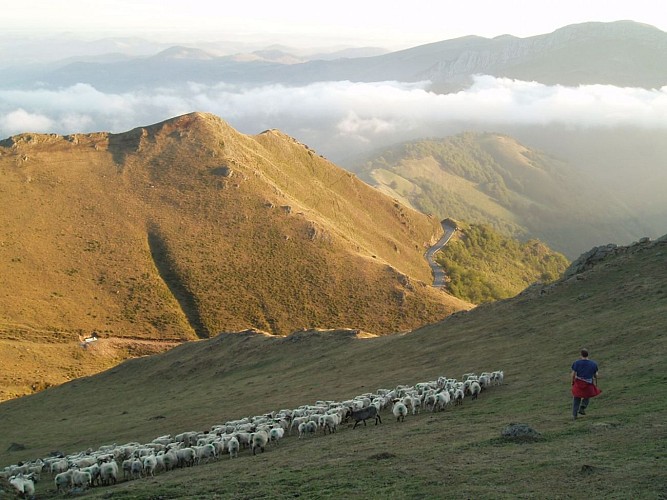 Balade avec un berger Ferme Peotenia - vue montagne Iraty